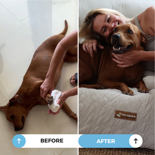 Pelsbarn Cooling Bed (4x more effective)